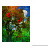 orchard in moonlight by Mark Gordon