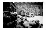 Frick Collection Winter Nº3, 2017 by Guilherme Pontes