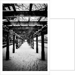 Central Park Winter, 2017 by Guilherme Pontes