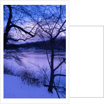 Purple Central Park Winter, 2017 by Guilherme Pontes