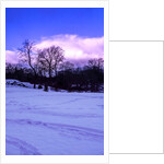 Purple Central Park Winter Nº2, 2017 by Guilherme Pontes