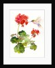 Hummingbird with Geranium, 2015 by John Keeling