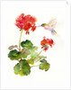 Hummingbird with Geranium, 2015 by John Keeling