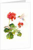 Hummingbird with Geranium, 2015 by John Keeling