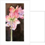 Amaryllis with brown background, 2015 by John Keeling