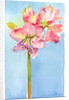 Amaryllis with aqua background, 2015 by John Keeling