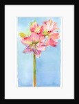 Amaryllis with aqua background, 2015 by John Keeling