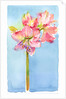 Amaryllis with aqua background, 2015 by John Keeling
