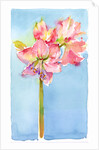 Amaryllis with aqua background, 2015 by John Keeling