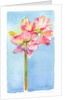 Amaryllis with aqua background, 2015 by John Keeling