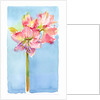 Amaryllis with aqua background, 2015 by John Keeling