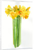 Narcissus bunch, 2014 by John Keeling