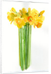 Narcissus bunch, 2014 by John Keeling