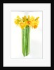 Narcissus bunch, 2014 by John Keeling