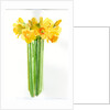 Narcissus bunch, 2014 by John Keeling