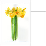 Narcissus bunch, 2014 by John Keeling