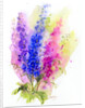 Delphinium, 2016 by John Keeling
