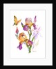 Iris with yellow butterfly, 2016 by John Keeling