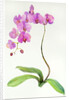 Orchid botanical, 2013 by John Keeling