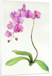 Orchid botanical, 2013 by John Keeling