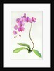 Orchid botanical, 2013 by John Keeling