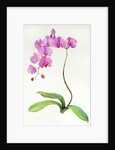 Orchid botanical, 2013 by John Keeling