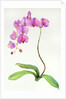 Orchid botanical, 2013 by John Keeling