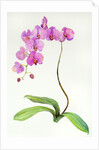 Orchid botanical, 2013 by John Keeling
