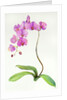 Orchid botanical, 2013 by John Keeling