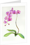 Orchid botanical, 2013 by John Keeling