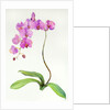Orchid botanical, 2013 by John Keeling