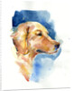 Golden Retriever, 2015 by John Keeling