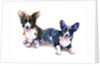 Two Corgis, 2015 by John Keeling