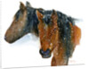 Horses in Winter, 2015 by John Keeling