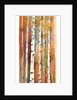 Birches in Autumn, 2013 by John Keeling