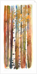 Birches in Autumn, 2013 by John Keeling