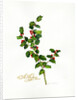 Holly botanical, 2013 by John Keeling