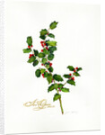 Holly botanical, 2013 by John Keeling