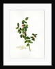 Holly botanical, 2013 by John Keeling