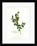 Holly botanical, 2013 by John Keeling