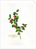 Holly botanical, 2013 by John Keeling