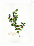 Holly botanical, 2013 by John Keeling