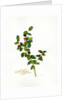 Holly botanical, 2013 by John Keeling