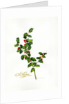 Holly botanical, 2013 by John Keeling