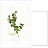 Holly botanical, 2013 by John Keeling