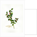 Holly botanical, 2013 by John Keeling