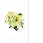 White Poinsettia, 2014 by John Keeling