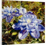 Clematis, 2015 by Mary Smith