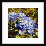 Clematis, 2015 by Mary Smith