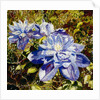 Clematis, 2015 by Mary Smith